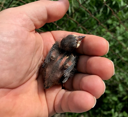 Ultra Little “Baby Bird”