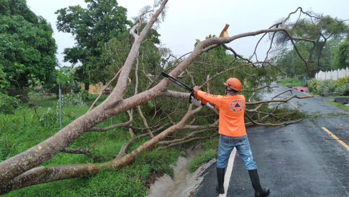 Fall from a tree registered in Las Lajas in the Chame district.