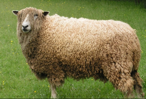 Mrs Sheep, expert in virology, music, massages and real estate. Previously associated with having expert knowledge on Caribbean-focused natural disasters and the logistics of rescue.